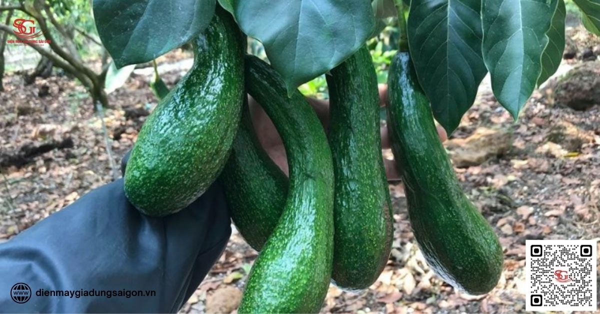 Mùa bớ 034 vào tháng mấy